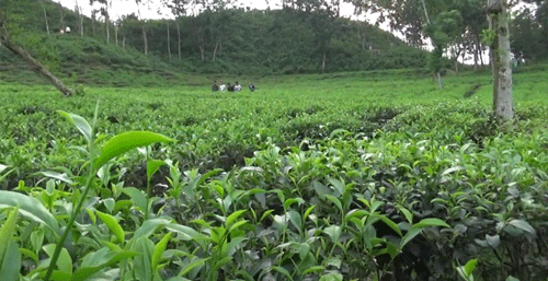 Barlekha Tea Gardens