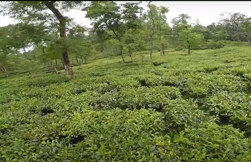 Lakkatura Tea garden