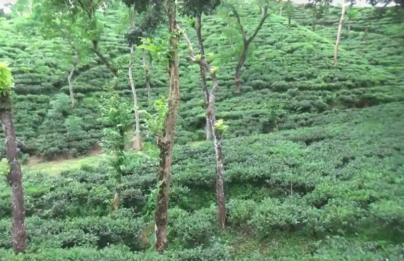 Sylhet Tourist Spots