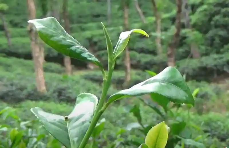 Visit Sylhet Tourist Spots