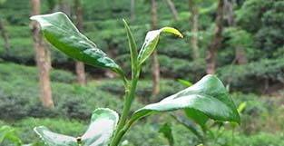 Malnicherra Tour Guide